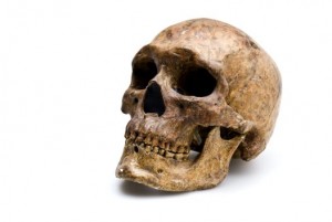 Homo Sapiens (skull & lower jaw) 