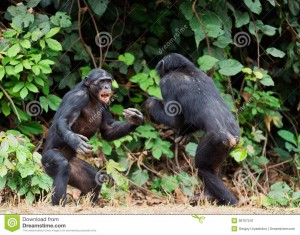 fighting-chimpanzee-bonobo-pan-paniscus-democratic-republic-congo-africa-36707241